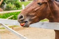 Horse, muzzle close-up. A wooden pen