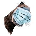 Horse muzzle nose and mouth close-up looking at the camera strong perspective in a medical mask against a virus