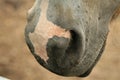 Closeup of a horse`s nose