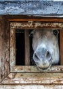 Horse muzzle in a small window in the stable. Farm animals close up. Royalty Free Stock Photo