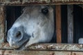 Horse muzzle in a small window in the stable. Farm animals close up. Royalty Free Stock Photo