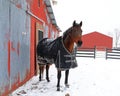 Horse named Charley standing by the barn Royalty Free Stock Photo