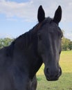 Horse, natur,  pferd Royalty Free Stock Photo