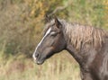 Horse on nature