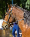 A horse is in the nature. Portrait of a beautiful, brown horse i Royalty Free Stock Photo