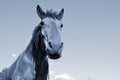 Horse on nature. Portrait of a horse