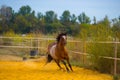 Horse on nature. Portrait of a horse, brown horse Royalty Free Stock Photo