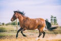 Horse on nature. Portrait of a horse, brown horse Royalty Free Stock Photo