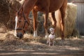 Horse on nature. Portrait of a horse, brown horse, horse stands in the paddock Royalty Free Stock Photo