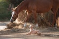 Horse on nature. Portrait of a horse, brown horse, horse stands in the paddock Royalty Free Stock Photo