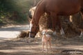 Horse on nature. Portrait of a horse, brown horse, horse stands in the paddock Royalty Free Stock Photo