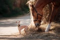 Horse on nature. Portrait of a horse, brown horse, horse stands in the paddock Royalty Free Stock Photo