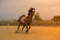 Horse on nature. Portrait of a horse, brown horse Royalty Free Stock Photo