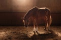 Horse on nature. Portrait of a horse, brown horse Royalty Free Stock Photo