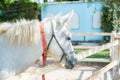 Horse on nature. Portrait of a horse, White horse