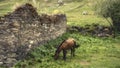 A horse near the ancient wall in Ushguli village, Svaneti region, republic of Georgia