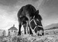 Horse near church or chapel near village