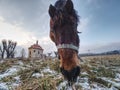 Horse near church or chapel near village