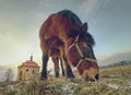 Horse near church or chapel near village