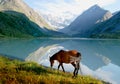 Horse near mountain lake Royalty Free Stock Photo