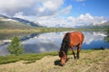 Horse near mountain lake Royalty Free Stock Photo