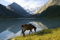 Horse near mountain lake Royalty Free Stock Photo