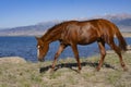 Horse near mountain lake. Issikul. Kyrghyzstan Royalty Free Stock Photo