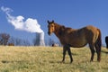 Horse near Nuclear Power Plant Royalty Free Stock Photo