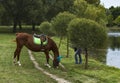 Horse nibbling grass on the shore of the pond