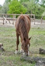 Horse nibbling on short grass