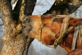 Horse nibbling on a tree