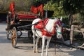 Horse and nice vintage coach with big yellow wheels-horse carriage Vienna-White Horse