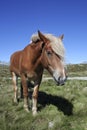 Horse In Norway Royalty Free Stock Photo