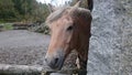 Horse in Norway. Royalty Free Stock Photo