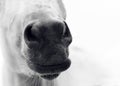 Horse nose Royalty Free Stock Photo