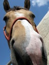 Horse nose Royalty Free Stock Photo