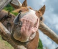 Curious friendly horse