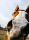 Horse nose closeup