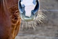 Horse nose eith whiskers Royalty Free Stock Photo