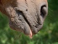 Horse nose and  mouth with flies. Insects on animal head Royalty Free Stock Photo