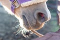 Horse nose and mouth in harness closeup