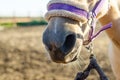 Horse nose and mouth in harness closeup