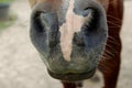 Horse nose / mouth Royalty Free Stock Photo