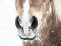 Horse 199 nose and nostrils