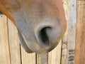 Horse nostril