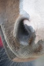 Horse nostril