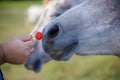 Horse nostril smelling a piquant pepper