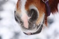 Horse nostrils Royalty Free Stock Photo