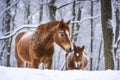 horse nuzzling foal in the snow during winter