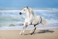 Horse in ocean